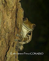 MN6F0024 Trachycephalus vermiculatus.jpg