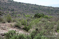 ORGR0186 Fouquieria splendens.jpg