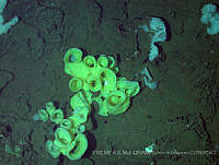 IFREMER-ICMyL-UNAM 0007 Staurocalyptus sp..jpg