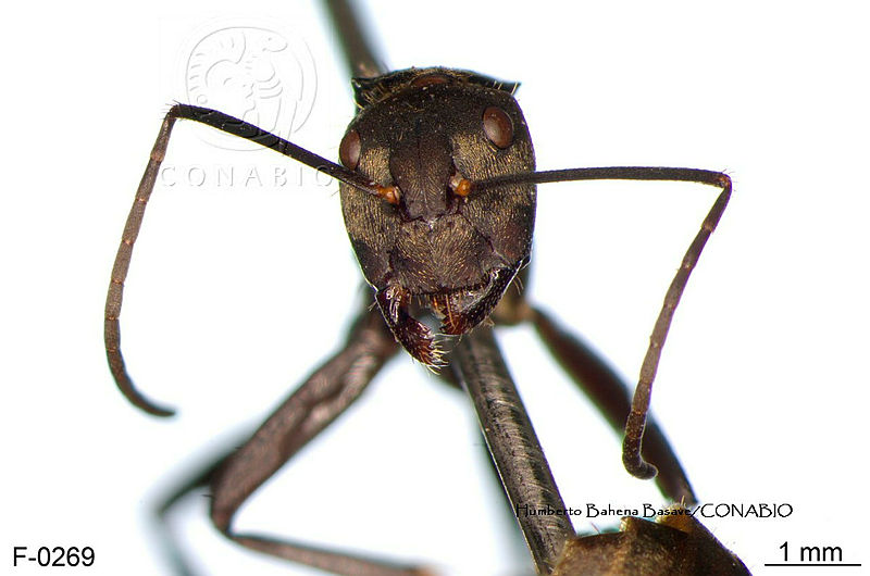ME006%20Hormi%200093%20Camponotus%20sericeiventris.jpg.rSey7q 0MTEjP8dhQA3g0JtbmFja29CbnFuZ3NAbXJ6LGtwZwA.oygIPiJT k
