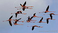 JHC0160 Phoenicopterus ruber.jpg