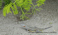 AAKVDH 0550 Callisaurus draconoides.JPG
