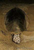 EGP0249 Chelonia mydas.jpg