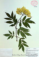 RBB0029 Sambucus nigra.tif