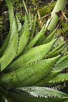 3R 01171 Agave.jpg