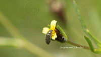 SM0269 Actenicerus siaelandicus.jpg