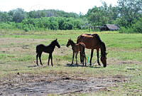 FN005 6 198 Equidae.jpg