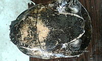 NE017 229 Dermatemys mawii.jpg