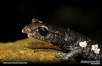 Pseudoerycea-cephalica-Roberto Pedraza.jpg