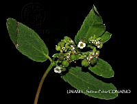 JF078 0381 Euphorbia hyssopifoli.jpg