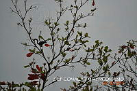 ZG018 0008 Prunus dulcis.jpg