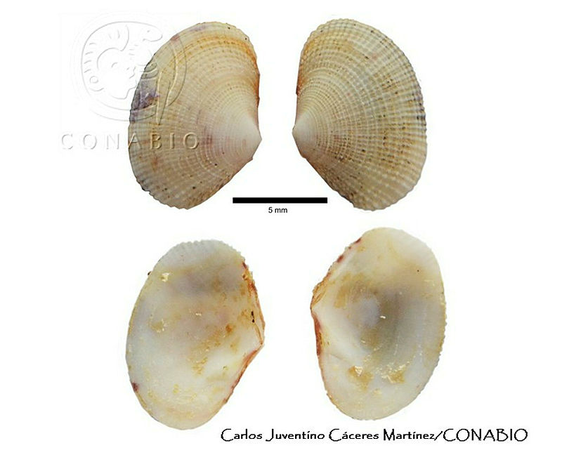 KT014%200357%20Semele%20verrucosa.JPG.rSf8hd71Mc1FR NhQA3g0JtbmFja29CbnFuZ3NAbXJ6LGtwZwA.FLOc TSmzM