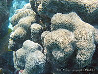 JDCB0146 Montastraea annularis.jpg