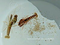 NBA0071 Alpheus lottini.JPG