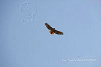 LRP122 Buteo jamaicensis.jpg