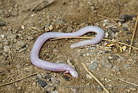 CNS1297 Bipes biporus.jpg