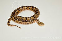 LBCM024 Crotalus ravus.jpg