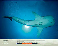 Tiburón Ballena.jpg