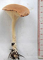 CBA0319 Infundibulicybe gibba.JPG
