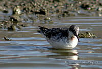 MGaves 870 Phalaropus lobatus.jpg