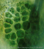 UNAMGAMZ-79 Xenotholos huastecanus.jpg