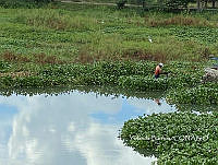 YB004 Eichhornia azurea.jpg