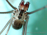 LASL0010 Physocyclus dugesi.jpg