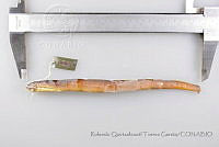 RQTG0625 Tetrapleurodon geminis.jpg