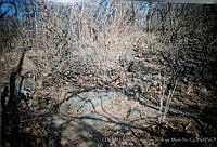 UNAMHBRM-10 Lynx rufus.jpg