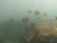 ALCM076 Zanclus cornutus.JPG