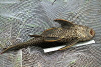 LI006 025 Pterygoplichthys disjunctivus.jpg