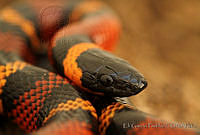 EGP0202 Lampropeltis triangulum.jpg