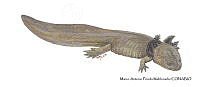 MAPM1321 Ambystoma granulosum neoténico_larva.jpg