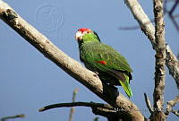 MGaves 801 Amazona viridigenalis.jpg