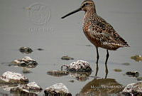MGaves 1106 Limnodromus scolopaceus.jpg