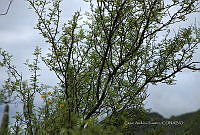 CAR 0073 Acacia farnesiana.jpg