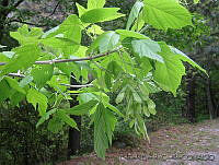 EEC0004 Acer negundo.jpg