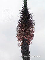 IRR 0024 Agave kerchovei.jpg
