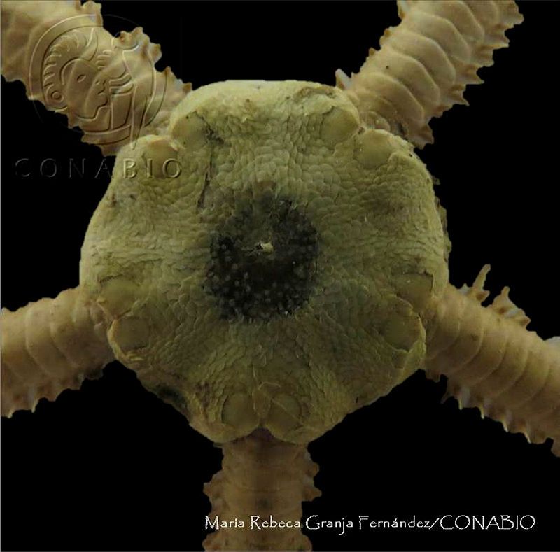MRGF0014%20Microphiopholis%20platydisca.jpg.jSeuv4f0MUGBUbNhQA3g0JtbmFja29CbnFuZ3NAbXJ6LGtwZwA.2l ZnIbeV3