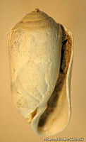 MRyRR0004 Acteocina canaliculata.jpg