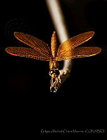 GMCM04 Perithemis sp..jpg