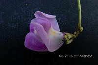 Yolox 3019 Vigna speciosa.jpg