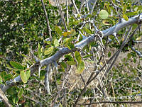 MRG-2018-1421 Pithecellobium unguis-cati (MRG-11abr18-l).JPG