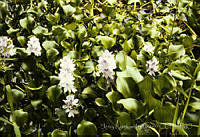 033 Eichhornia crassipes.jpg