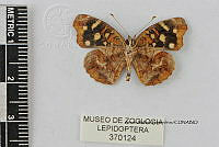 JF018 0549 Anthanassa ardys ardys.jpg