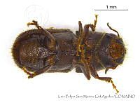 LFSMCA0122 Dendroctonus mexicanus.jpg