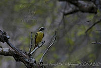 MASM02633 Myiozetetes similis.jpg