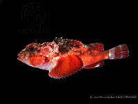 CMGV0162 Scorpaenodes xyris.jpg