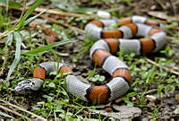 MDL0265 Lampropeltis alterna.jpg