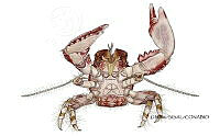 NE018 1206 Petrolisthes jugosus_V.jpg